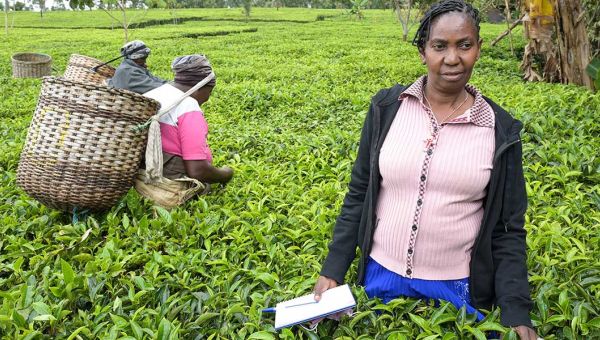 Domitila Mwelu Kaluki auf einer Teeplantage in Kenia