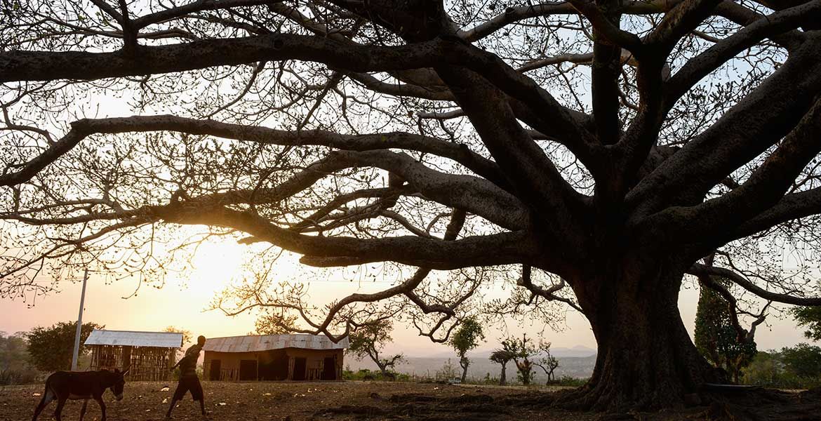 Ein Baum im Sonnenuntergang - Symbolbild Klimaschutz