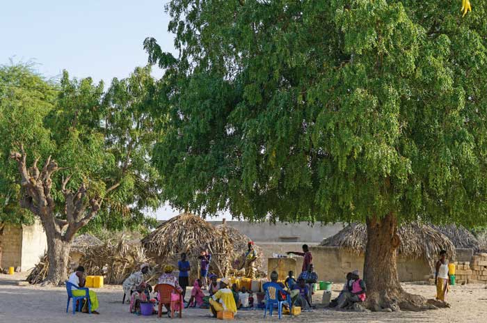 Reportage Senegal Kalif Palaverbaum