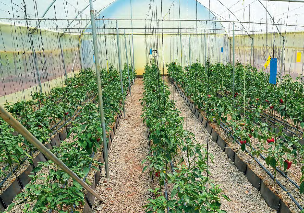 Tomatenpflanzen in einem Gewächshaus, dessen Boden aus Substrat statt aus Erde besteht.