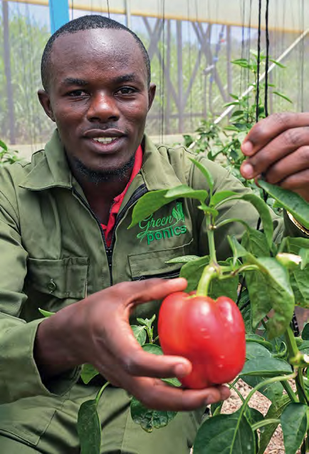 Ein Mann in grünem Kittel mit der Aufschrift Greenponics sitzt in einem Gewächshaus und hält eine Paprika in die Kamera.