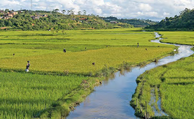 Reisfelder durch die ein Bach fließt. Dahinter sanfte Hügel.