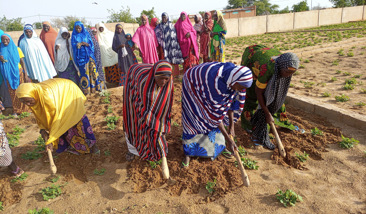 Niger Gemüsefarm 7 2020