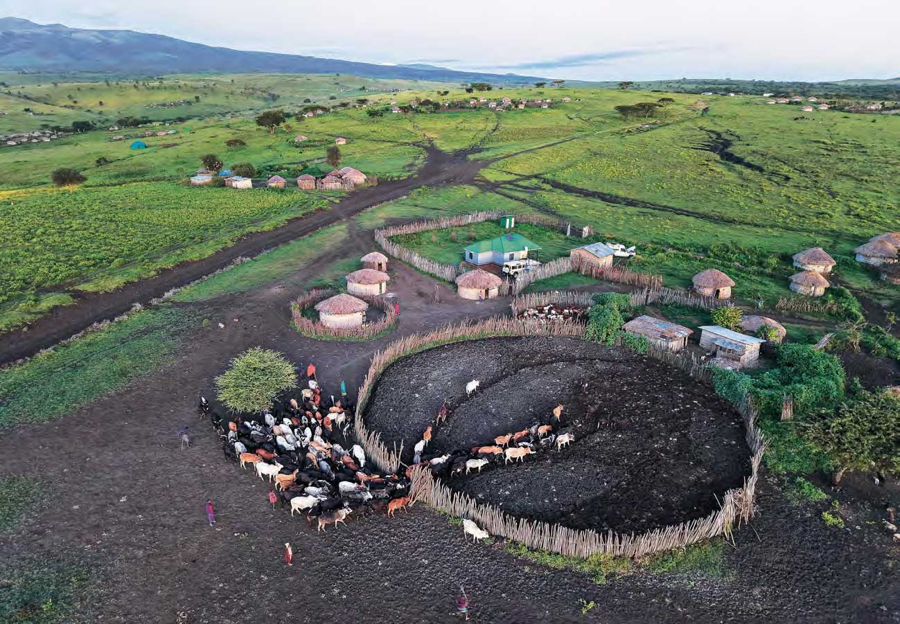 Blick auf eine Boma im Ngorongoro-Naturschutzgebiet. Eine Rinderherde wird gerade in die große runde Weide des Areals getrieben.