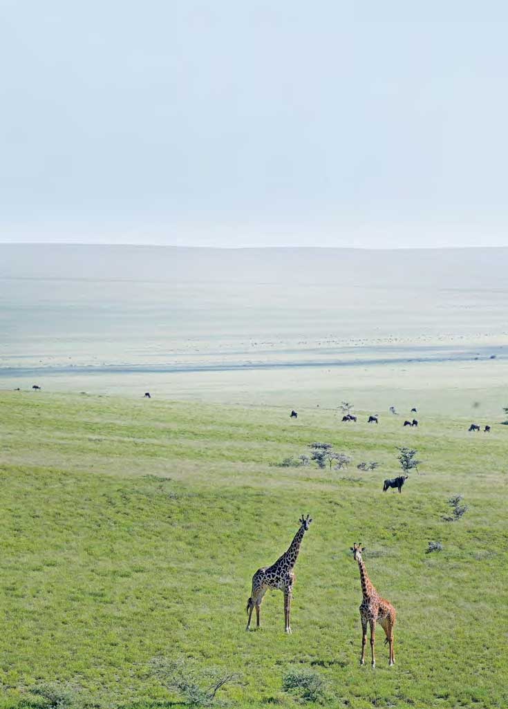 Zu sehen ist die weite Landschaft im Ngorongoro-Naturschutzgebiet. Im Vordergrund 2 Giraffen.