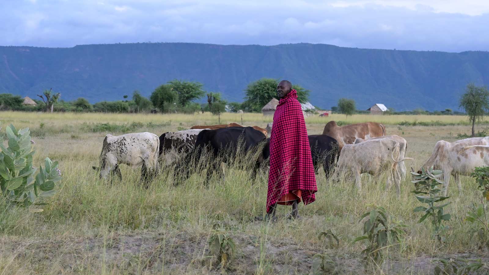 Ein Massai steht in der Steppe von Ngorongoro vor einer Herde mit Rindern.
