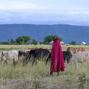 Ein Massai steht umhüllt von einer traditionellen karierten Decke in der Steppe von Ngorongoro in Tansania und hütet Kühe.