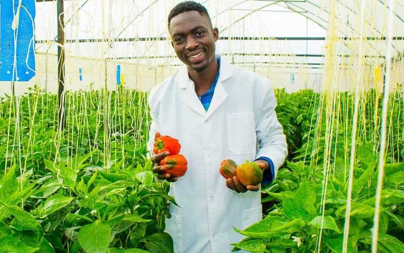 Ein Mann steht in einem Gewächshaus zwischen Kletterpflanzen. Er hat einen weißen Kittel an und hält in seinen Händen mehrere rote und gelbe Paprika.