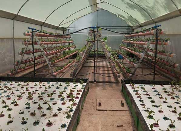 Ein Gewächshaus voller Anzuchtpflanzen.