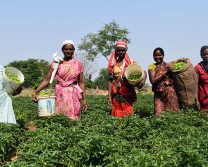 Fünf Frauen stehen auf einem Feld mit kniehohen Pflanzen. Sie haben Körbe auf den Rücken und in ihren Armen, in denen sie ihre Ernte sammeln. Sie blicken alle in die Kamera.