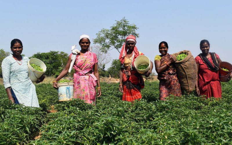 Fünf Frauen stehen auf einem Feld mit kniehohen Pflanzen. Sie haben Körbe auf den Rücken und in ihren Armen, in denen sie ihre Ernte sammeln. Sie blicken alle in die Kamera.