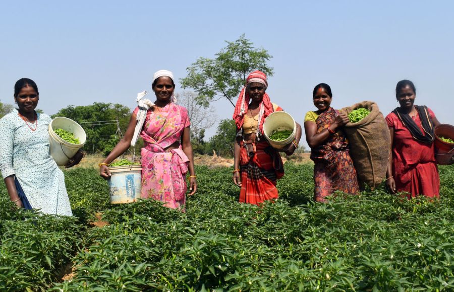Fünf Frauen stehen auf einem Feld mit kniehohen Pflanzen. Sie haben Körbe auf den Rücken und in ihren Armen, in denen sie ihre Ernte sammeln. Sie blicken alle in die Kamera.