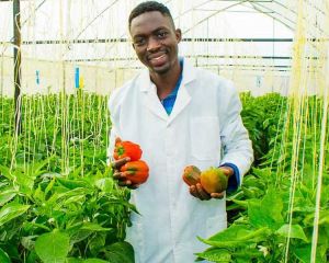 Ein Mann steht in einem Gewächshaus zwischen Kletterpflanzen. Er hat einen weißen Kittel an und hält in seinen Händen mehrere rote und gelbe Paprika.