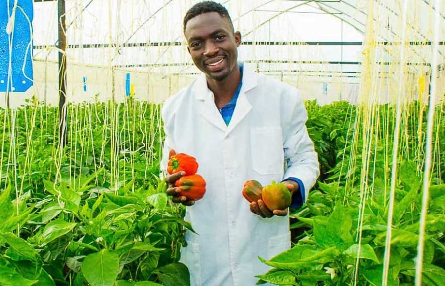 Ein Mann steht in einem Gewächshaus zwischen Kletterpflanzen. Er hat einen weißen Kittel an und hält in seinen Händen mehrere rote und gelbe Paprika.