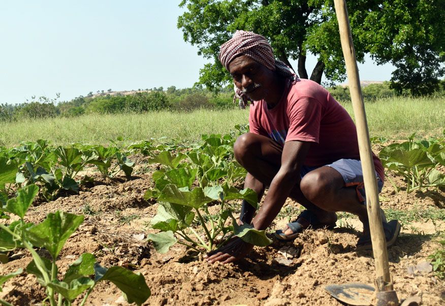Ein Mann in Indien bepflanzt ein Ackerfeld.