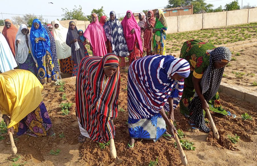 Frauen arbeiten auf einem Gemüsefeld in Maradi, Niger