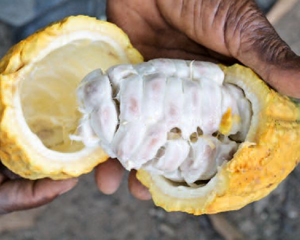 Kakaobohnen in Rohform. Oft profitieren einheimische Produzenten am allerwenigsten vom Geschäft mit Schokolade