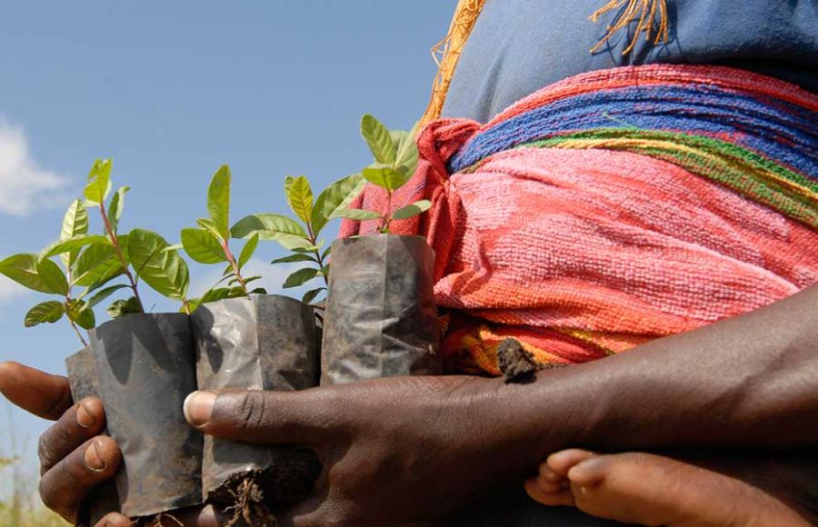 Pilotprojekt zur Wiederaufforstung und zum Obst- und Gemüseanbau in Tansania.